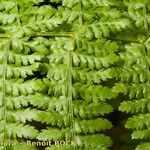 Dryopteris aemula Leht