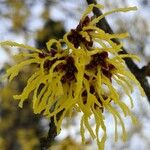 Hamamelis mollis Kvet