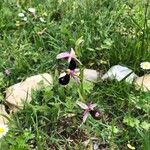 Ophrys bertolonii Fleur