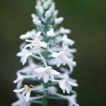 Platanthera nivea Flower