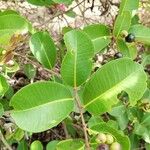 Syzygium caryophyllatum ഇല