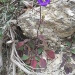 Campanula pelviformis Flower