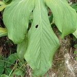 Anthurium trilobum Hoja
