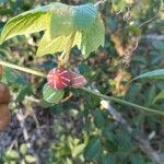 Diplocyclos palmatus Fruit