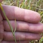 Silene bupleuroides Leaf