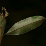 Chrysophyllum argenteum List