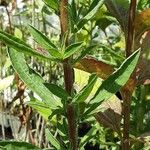 Helianthus microcephalus Kaarna