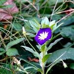 Convolvulus tricolor 整株植物