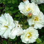 Rosa moschata പുഷ്പം