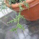 Cupressus sempervirens Leht