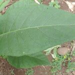 Nicotiana tabacum Blad