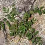 Phacelia cryptantha Habitat