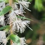 Melaleuca styphelioides برگ