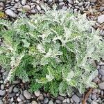 Jacobaea maritima Hábito