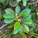 Hibbertia pancheri 葉