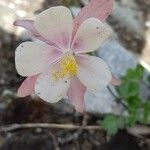 Aquilegia vulgarisফুল