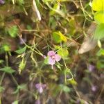 Canscora diffusa Flower