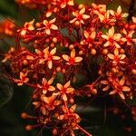 Clerodendrum paniculatum Flor