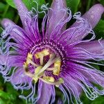 Passiflora incarnata Flower