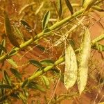Cleome amblyocarpa Tunda