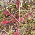 Drosera anglica पत्ता