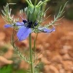 Nigella damascenaFlor