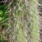 Austrocylindropuntia shaferi Кара