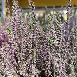 Calluna vulgarisKwiat