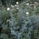 Argemone pleiacantha Corteza