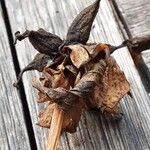 Paeonia mascula ഫലം
