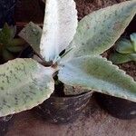 Kalanchoe gastonis-bonnieri Ліст