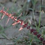 Ammannia baccifera Flor