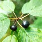 Frangula alnus Fruit