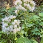 Petasites albus Folla