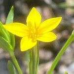 Centaurium maritimum 花