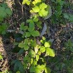 Rubus camptostachys 花