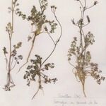 Scandix australis 整株植物