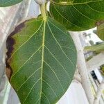 Ficus benghalensis Blad