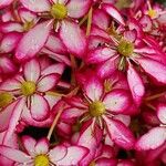 Saxifraga stolonifera Blomst