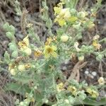 Verbascum sinuatum Λουλούδι
