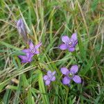 Gentianella germanica Цвят