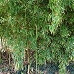 Phyllostachys sulphurea Hábito