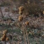 Allium commutatum Flower