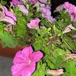 Petunia integrifoliaКветка