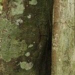 Pouteria engleri Bark