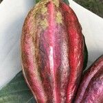 Theobroma cacao 果實