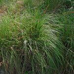 Carex hispida Egyéb