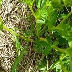 Potentilla aurea Feuille