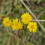 Crepis capillarisFlower