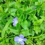 Vinca majorŽiedas